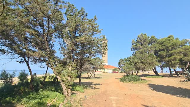 The sound of summer, cicadas. 🏖️✨